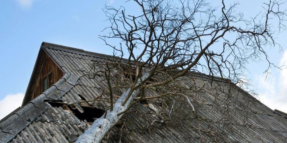 tree-fell-on-a-roof-due-to-wind